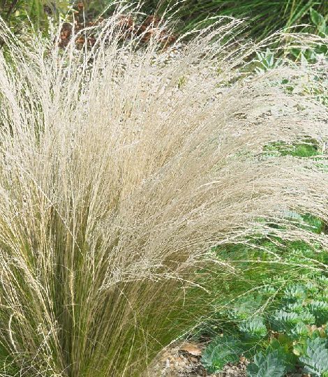 Stipa capillata